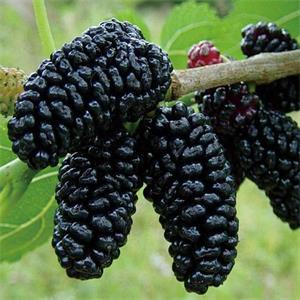 臺(tái)灣四季果桑苗