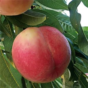 戰(zhàn)3(中桃9)