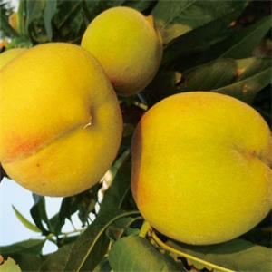 金美人黃桃