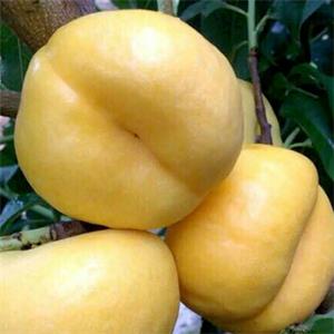 金香妃油蟠桃(6-6)