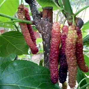 臺(tái)灣長(zhǎng)果