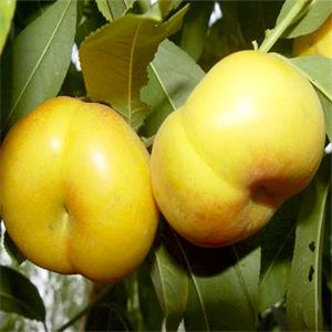 油蟠桃10號(hào)