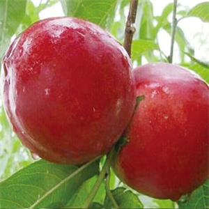 早紅寶石優(yōu)系