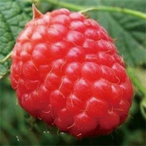 頂峰雙季紅樹莓