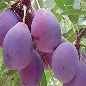 紅喜梅（西梅）