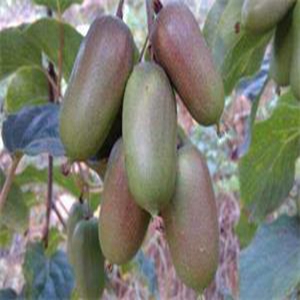 龍城二號軟棗獼猴桃