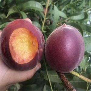 神州龍蛋黑油桃苗