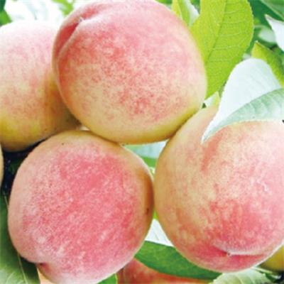 無(wú)錫水蜜桃
