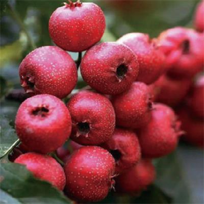 美國(guó)早豐山楂