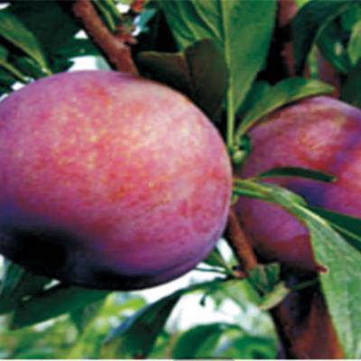 風味玫瑰杏李苗