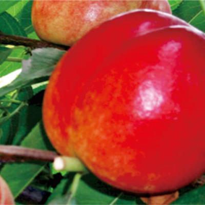 中油13號油桃苗