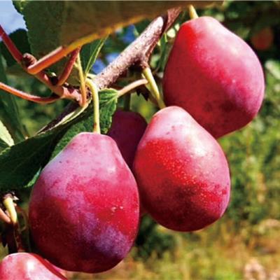 法蘭西（西梅）