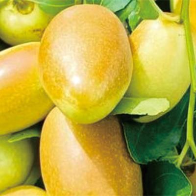 特早金脆蜜棗苗