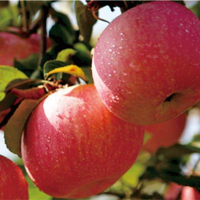 七月天仙蘋果苗