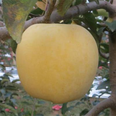 維納斯黃金蘋果