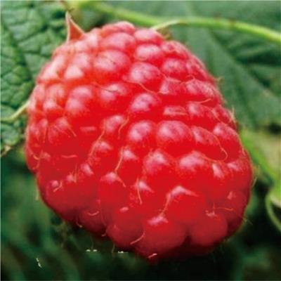 頂峰雙季紅樹(shù)莓