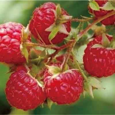 秋福紅樹(shù)莓