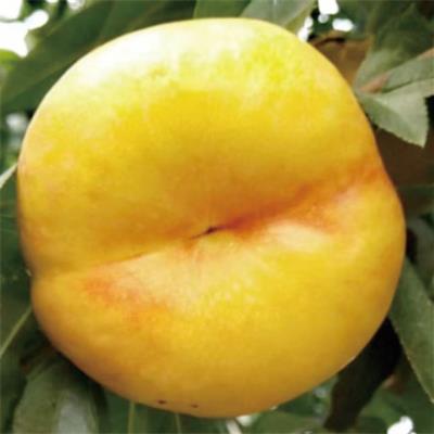 中油蟠15號(hào)