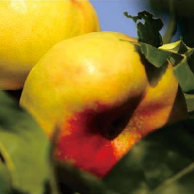 中油蟠13號(hào)