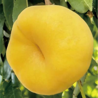 中蟠21號(hào)蟠桃