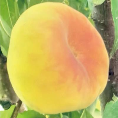 中蟠14號(hào)蟠桃