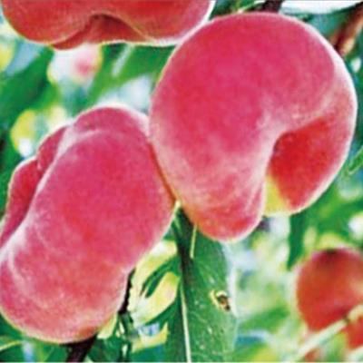 中蟠9號(hào)蟠桃