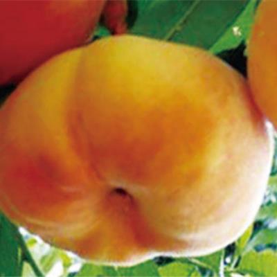 中蟠15號(hào)蟠桃