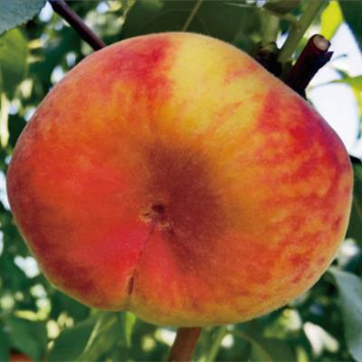 中蟠18號(hào)蟠桃