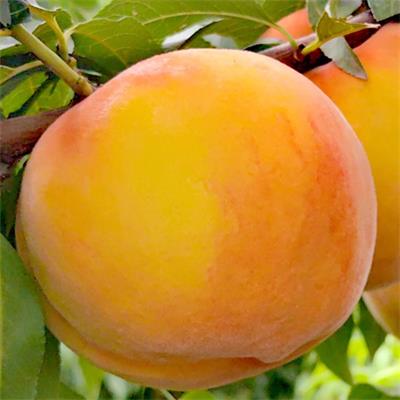 中桃金甜1號(hào)