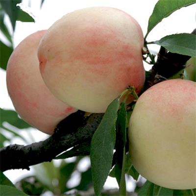 安農(nóng)優(yōu)系