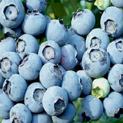 杰兔藍(lán)莓苗